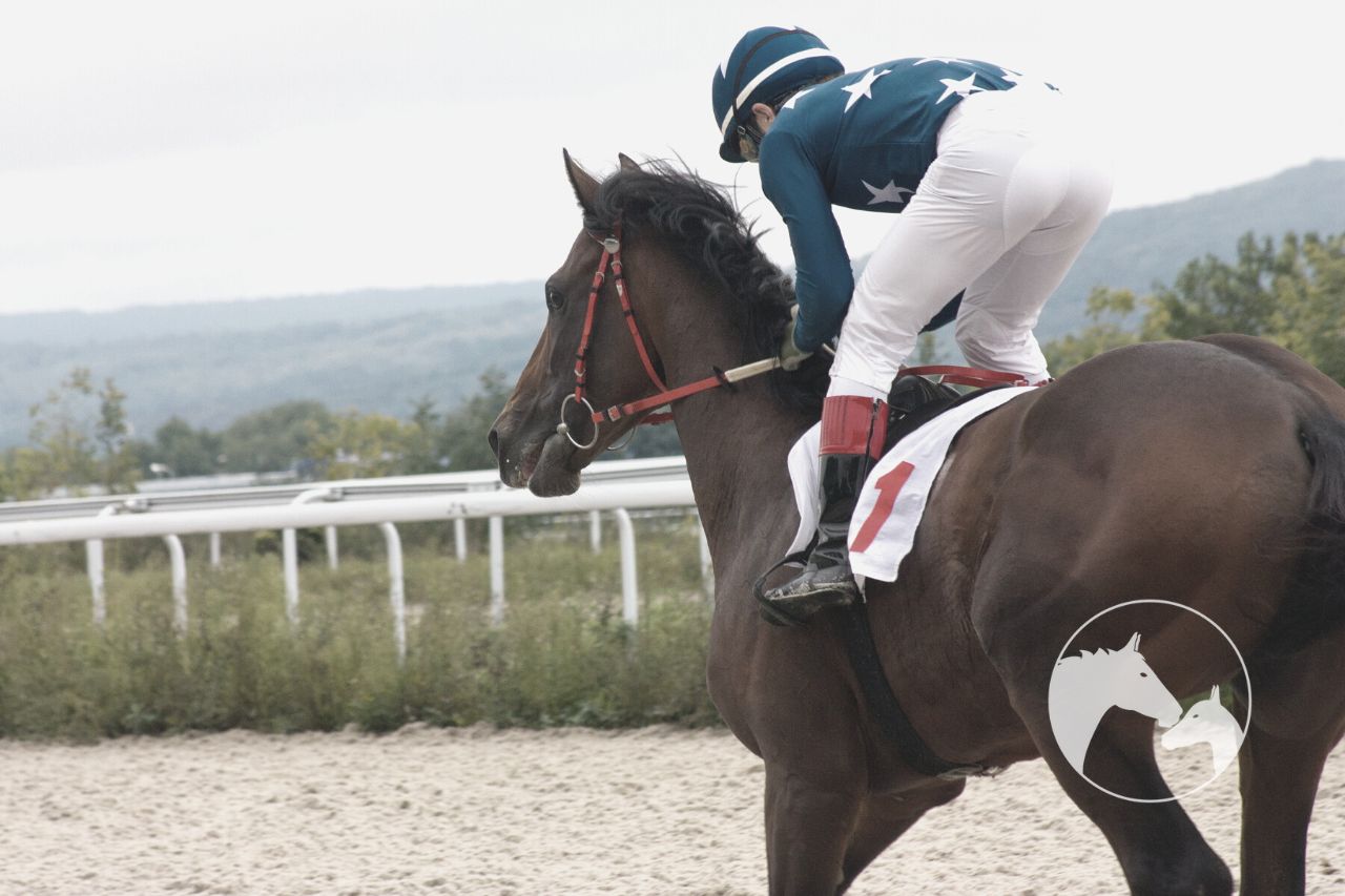 how to own a racehorse Frequently Asked Questions
