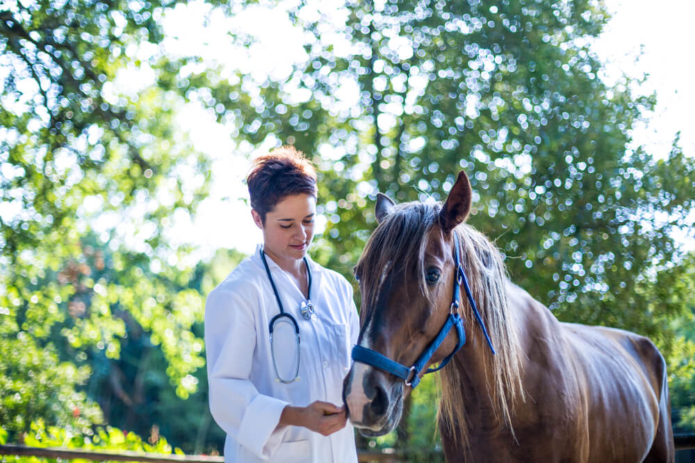 types of equine insurance