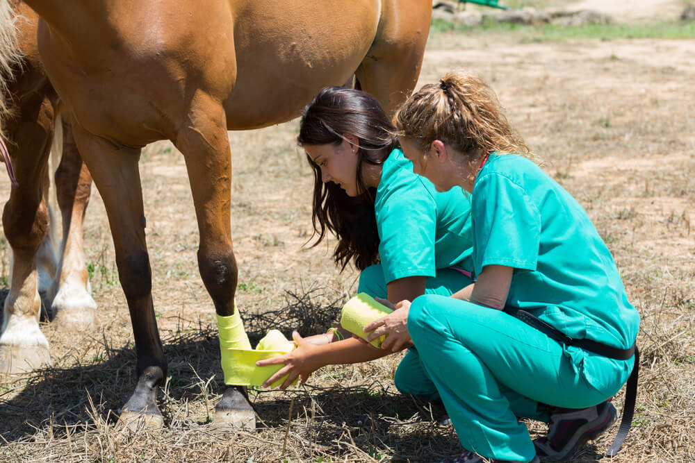 How Do You Find The Best Equine Insurance