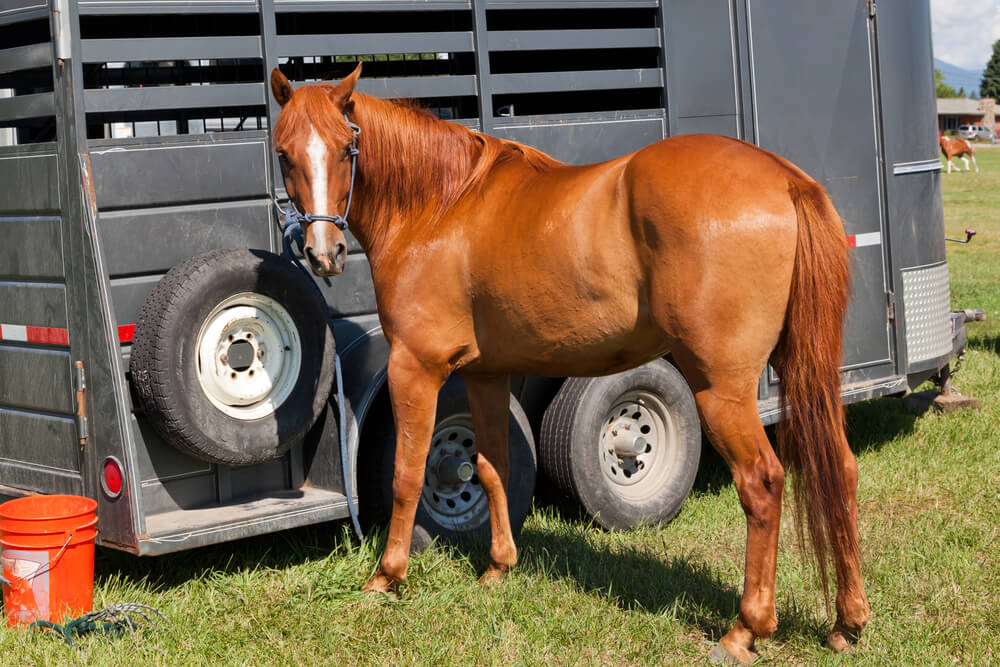 How to Paint a Horse Trailer 