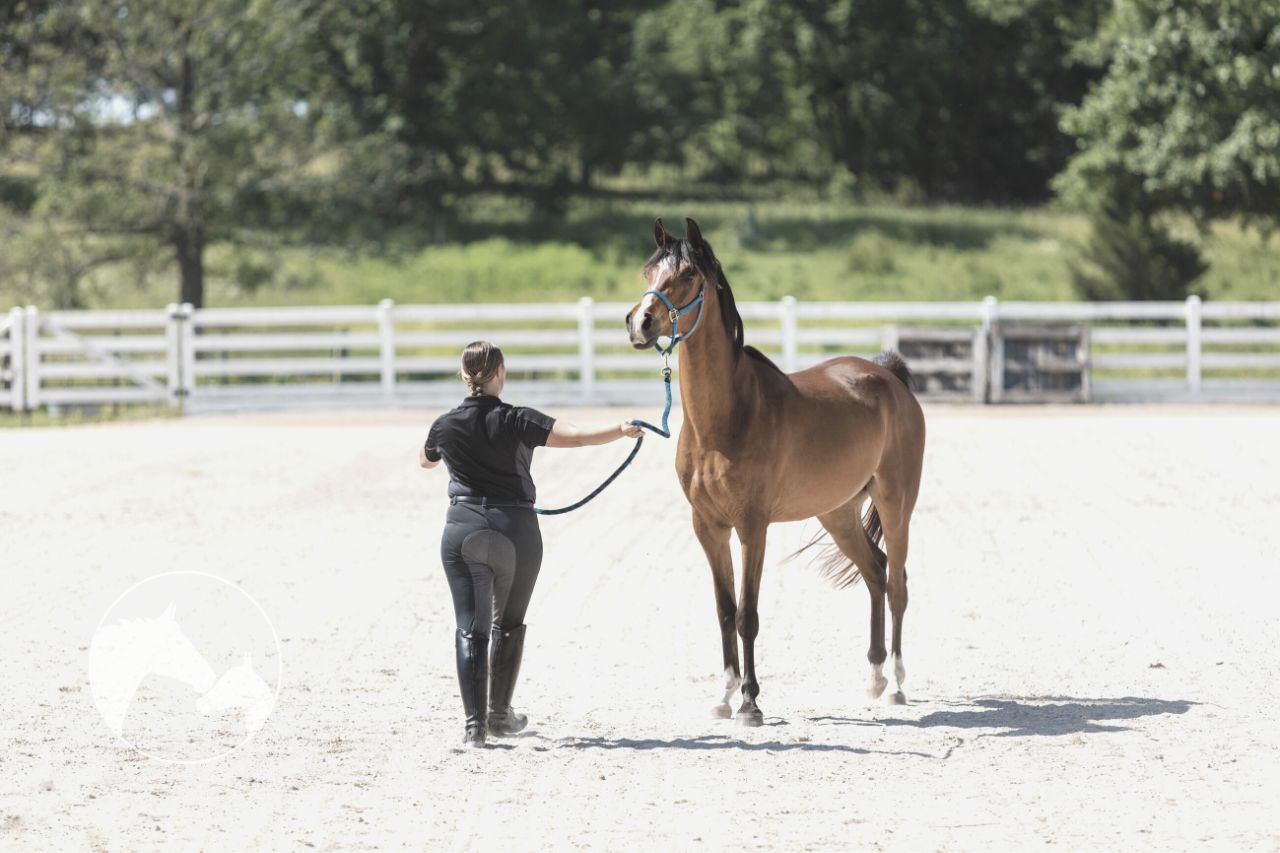 horse clicker training pros and cons