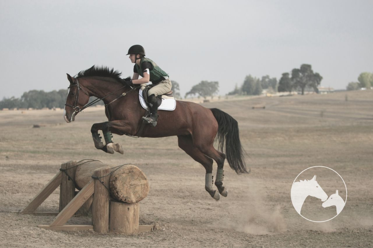 how high can a horse jump Frequently Asked Questions