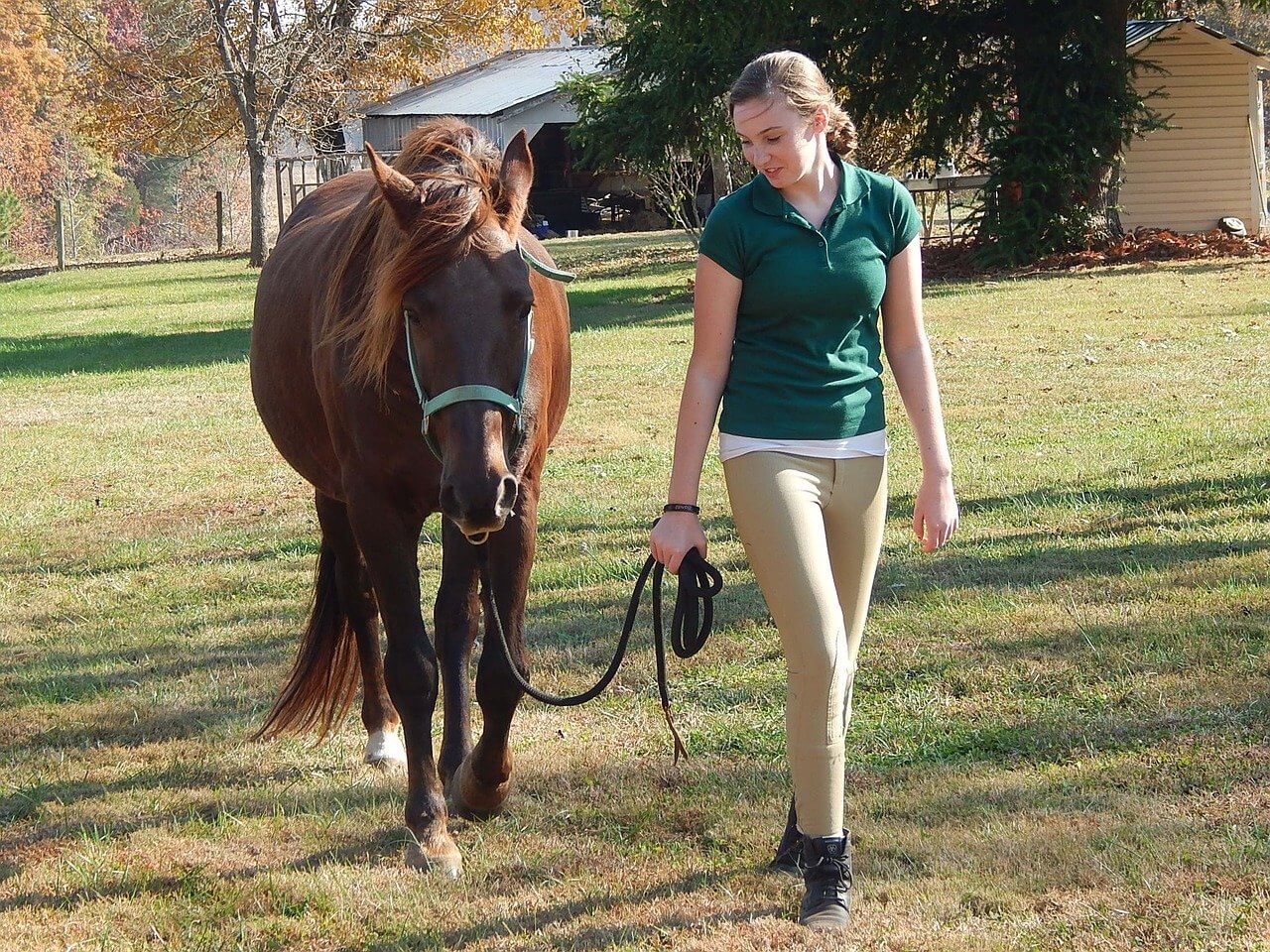 Pre-Warm Up Equine Exercises