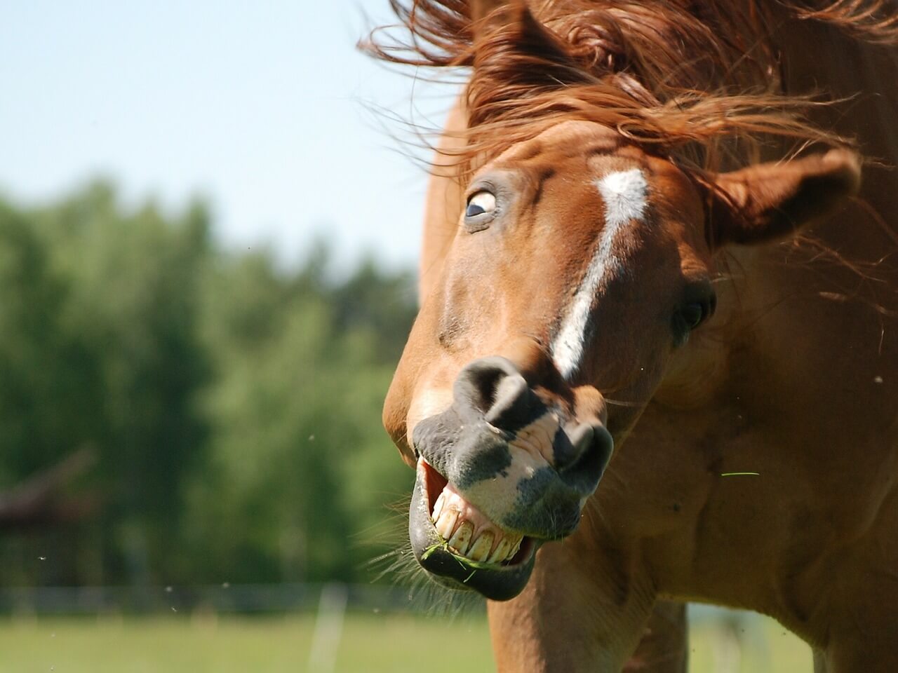 what does it mean when a horse shows its teeth