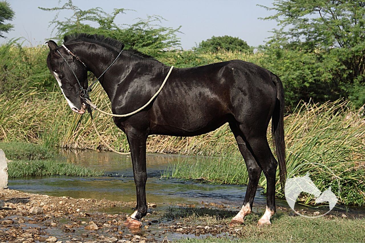 marwari horse faq