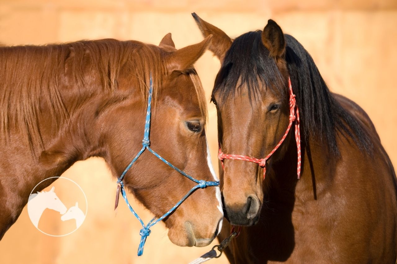 most popular horse breeds a to z
