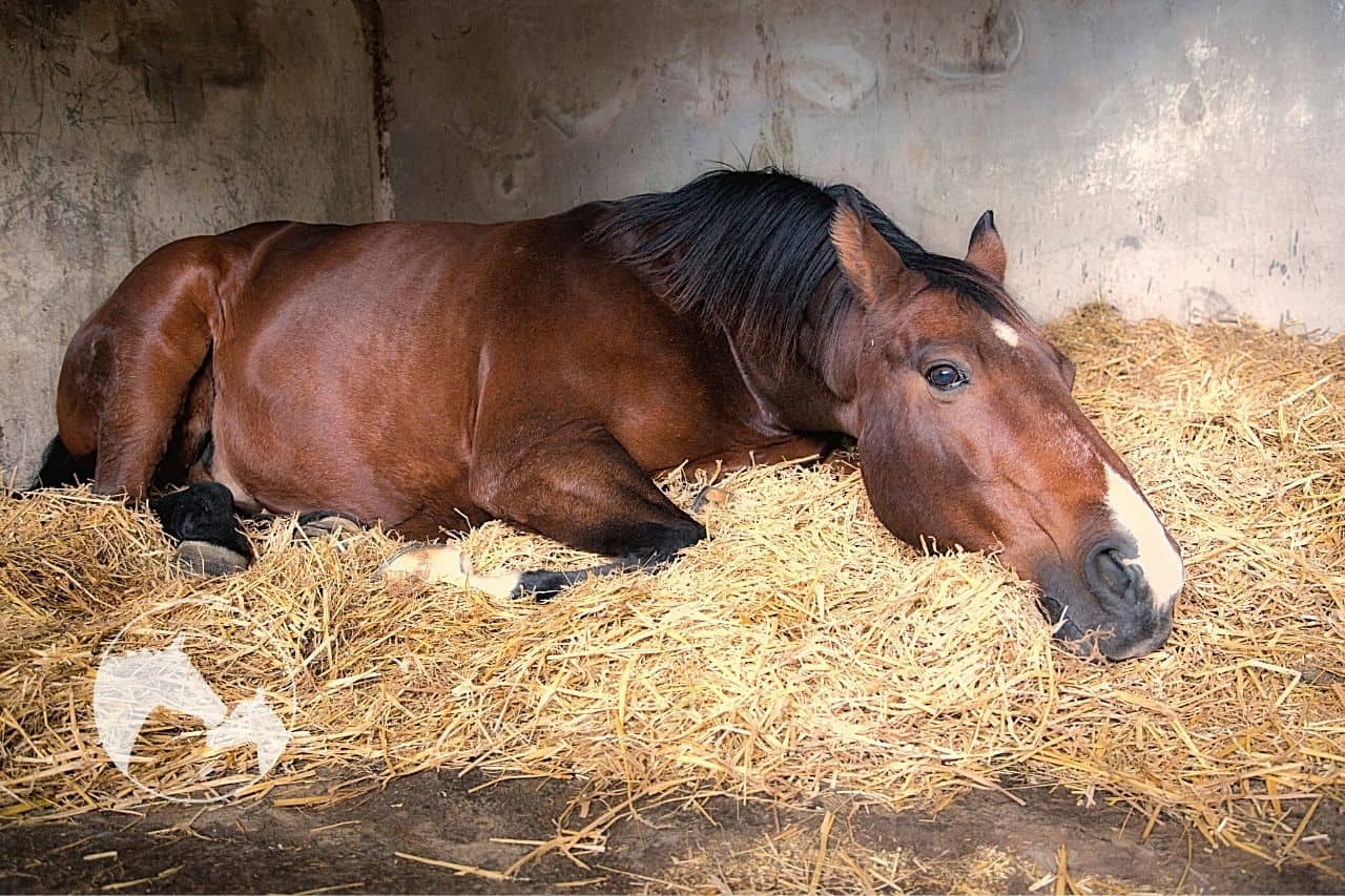 horse lying down more than usual
