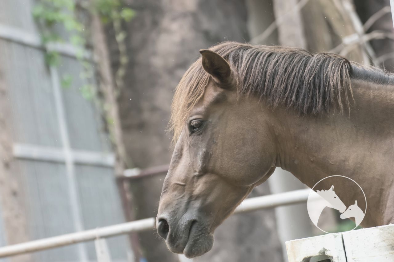 How Can You Tell If Your Horse Has Developed Endotoxemia?