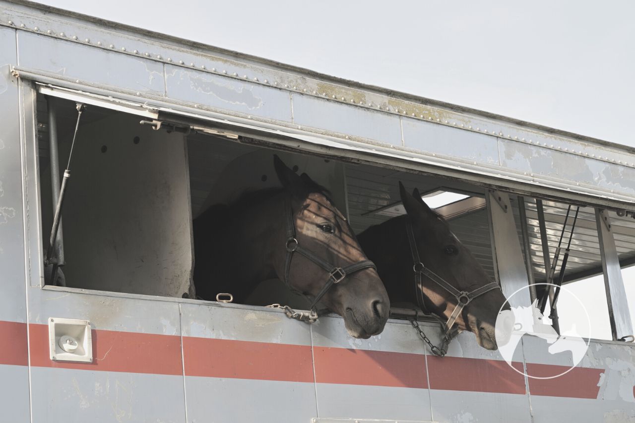 10 Tips To Help You Set Up A Horse Hauling Business