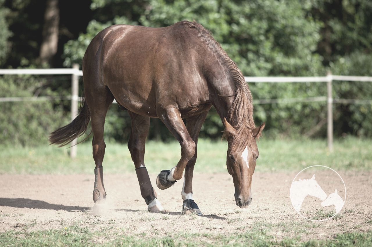 12 Reasons Why Horses Paw The Ground